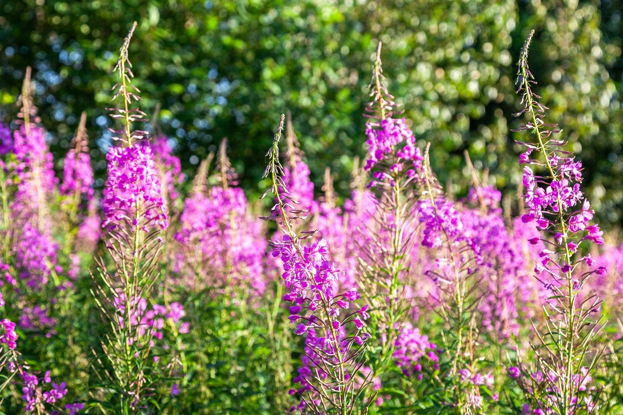 Pflanzen am Wegesrand Weidenröschen