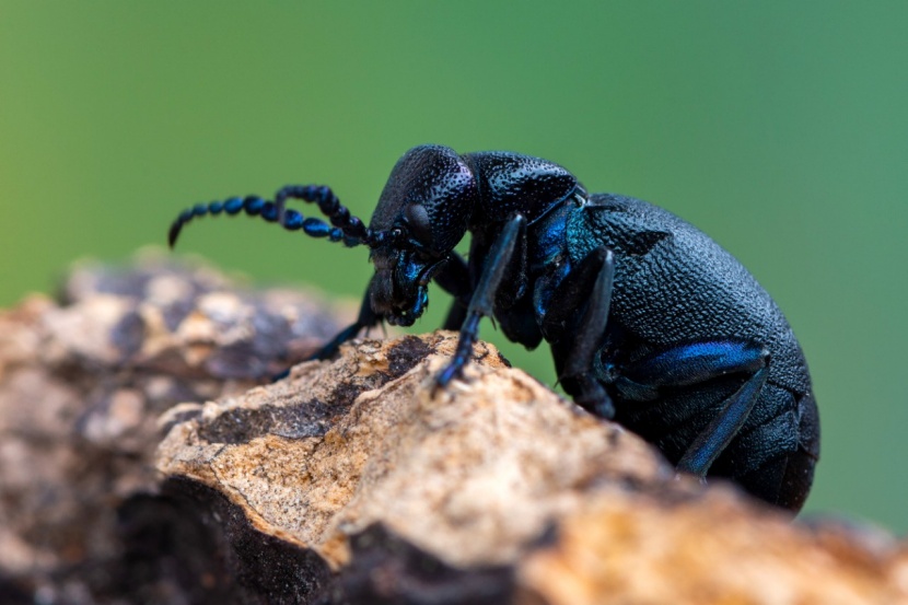 Der Olkafer Ist Unterwegs Giftig Und Flugunfahig