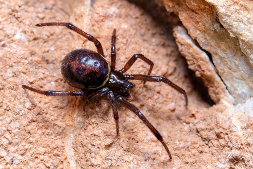 Giftigste Spinne Der Welt / Klein Aber Todlich Das Sind Die Funf Giftigsten Spinnen Der Welt Stern De : Er lebt vorwiegend im südwesten und im nordosten des landes.