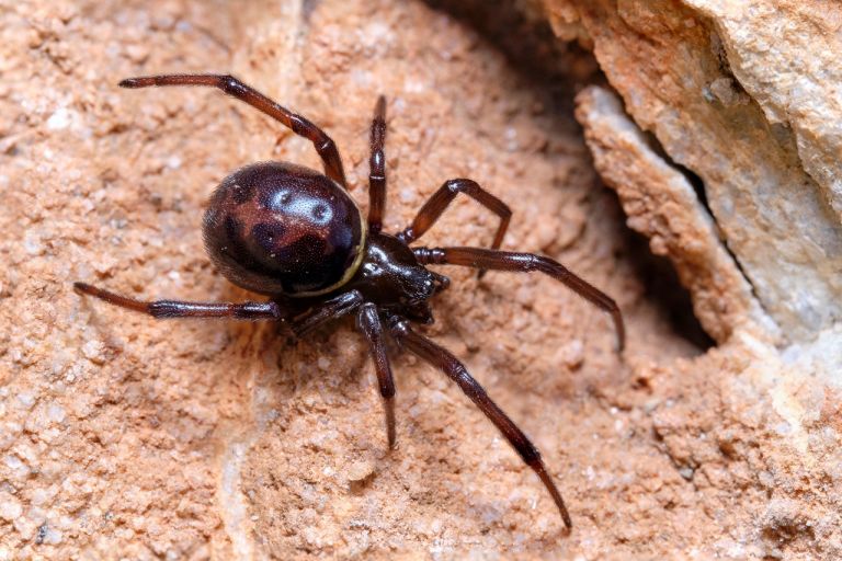 Falsche Schwarze Witwe Biss Symptome