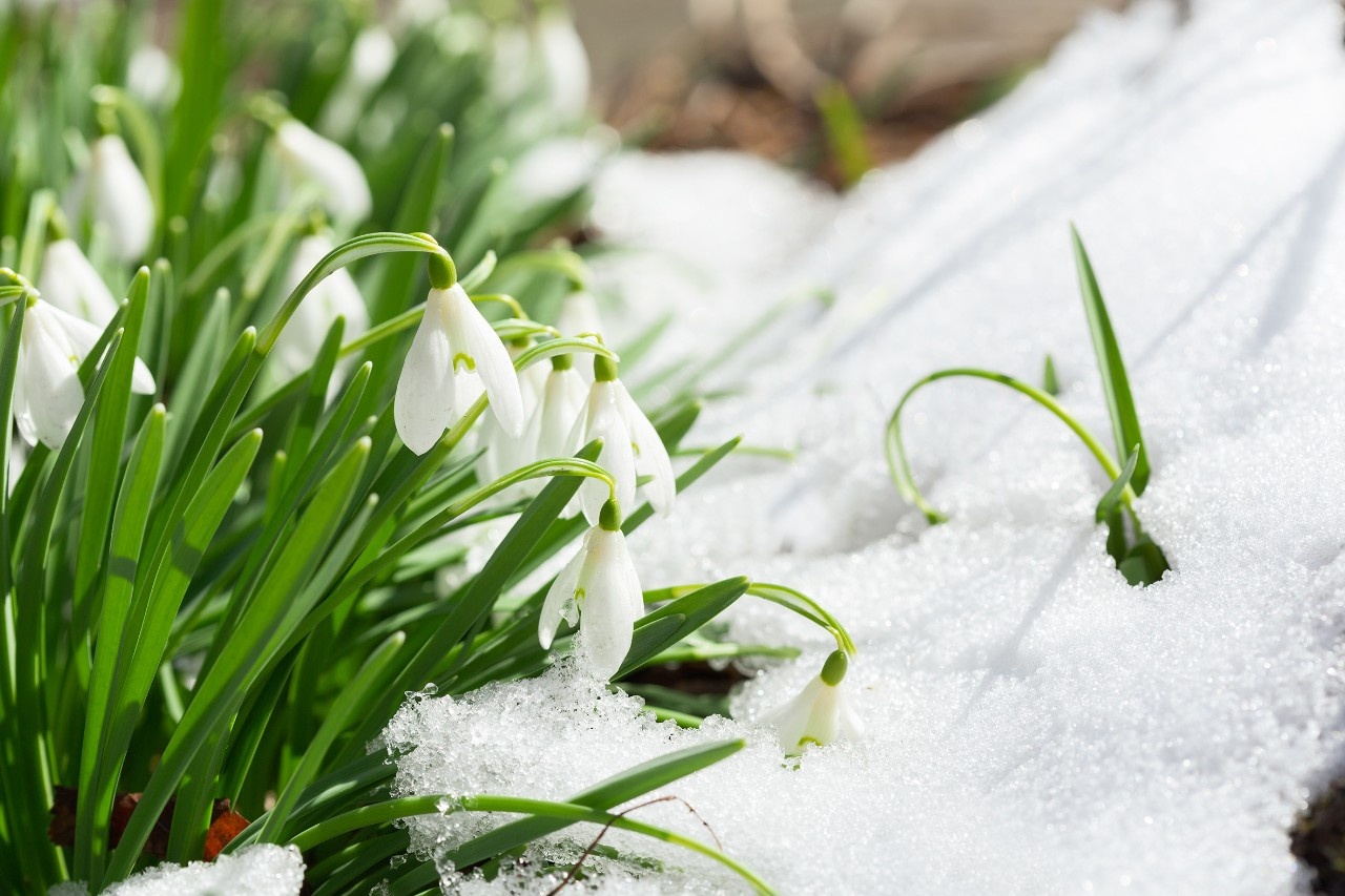 Pflanzen am Wegesrand Schneeglöckchen