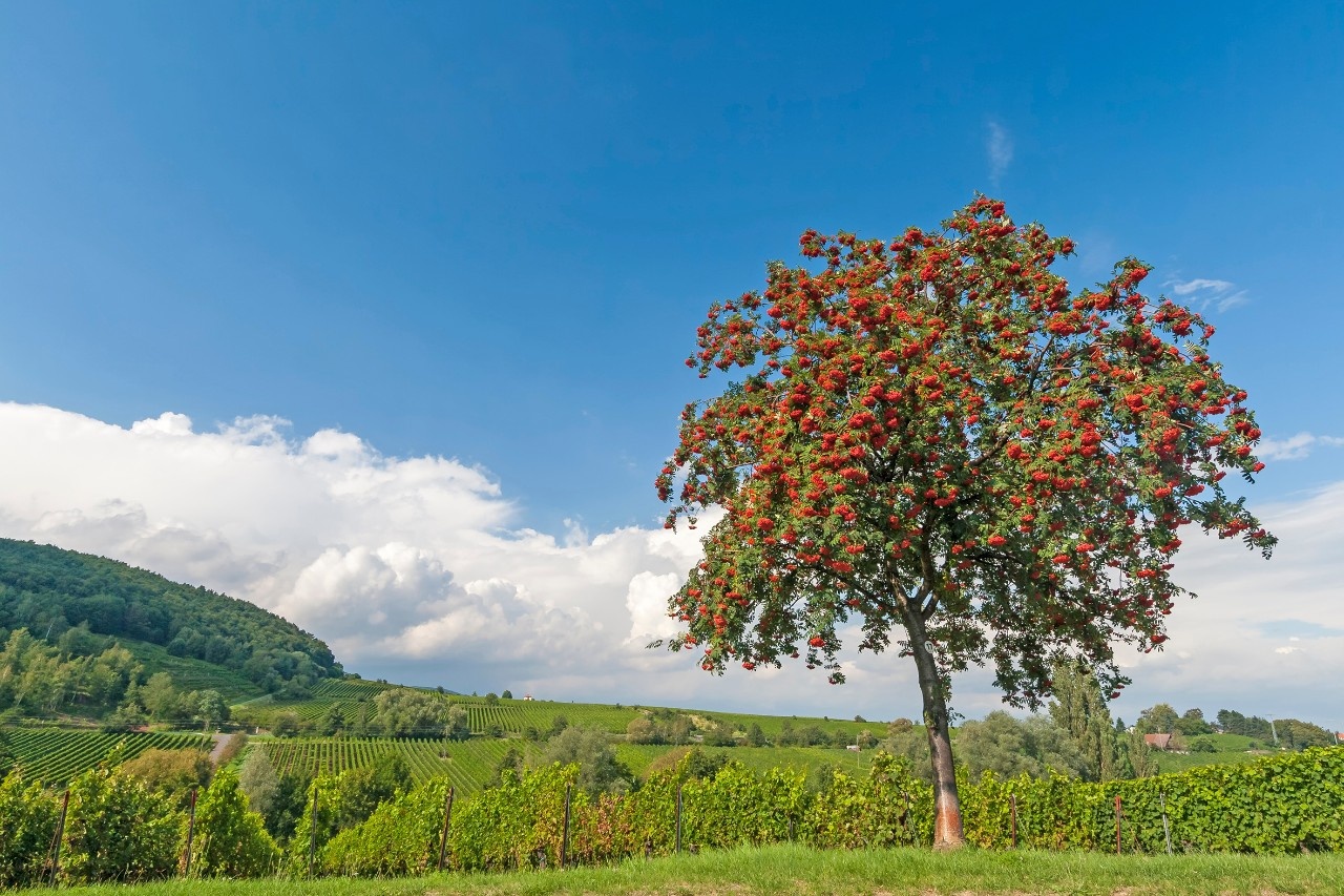 Eberesche Baum des Jahres 2023